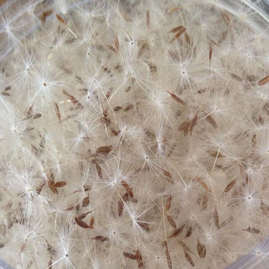 100pcs Mini White Dried Dandel - Jewelry Making 3 Year Old ulasan dan harga